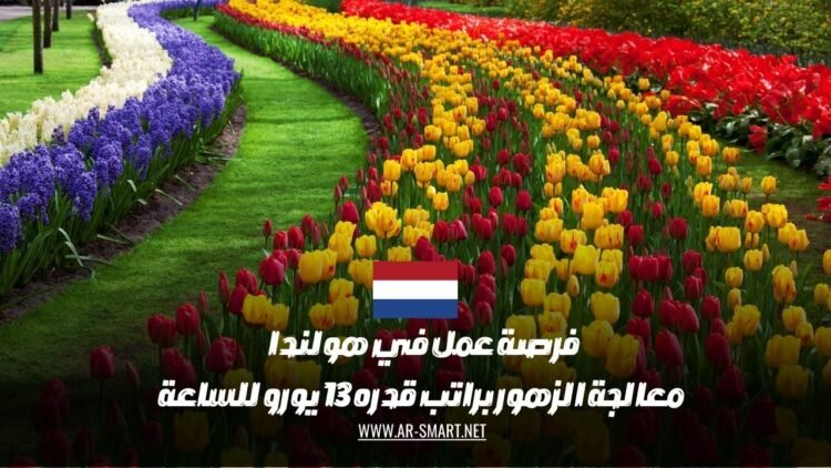 فرصة عمل متاحة في هولندا لمعالجة الزهور براتب يبلغ 13 يورو في الساعة