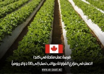 فرصة عمل متاحة في كندا: العمل في مزارع الفراولة برواتب تصل إلى 130 دولار يومياً