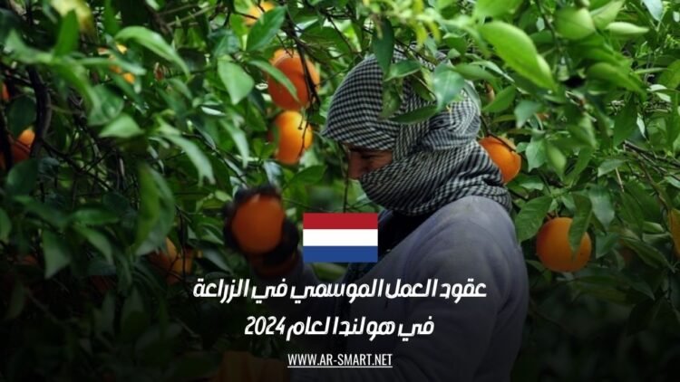 عقود العمل الموسمي في الزراعة في هولندا لعام 2024