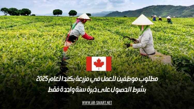 مطلوب موظفين للعمل في مزرعة بكندا لعام 2025: بشرط الحصول على خبرة سنة واحدة فقط