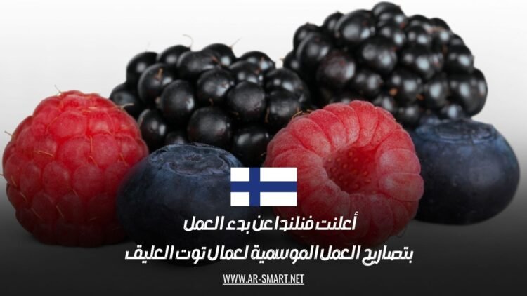 أعلنت فنلندا عن بدء العمل بتصاريح العمل الموسمية لعمال توت العليق