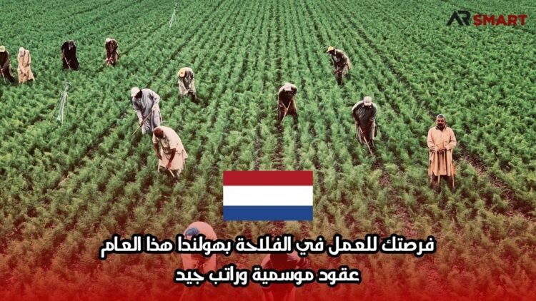 فرصتك للعمل في الفلاحة بهولندا هذا العام: عقود موسمية وراتب جيد