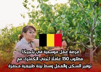 فرصة عمل موسمية في بلجيكا: مطلوب 150 عاملًا لجني الكمثرى مع توفير السكن والعمل وسط بيئة طبيعية محفزة