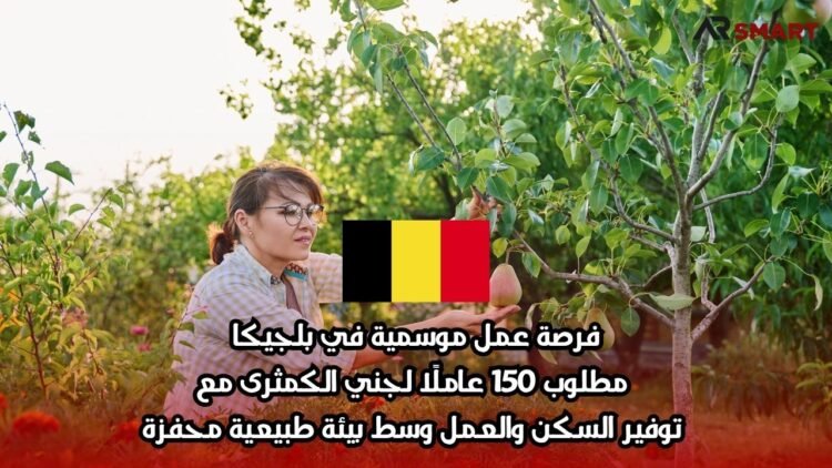 فرصة عمل موسمية في بلجيكا: مطلوب 150 عاملًا لجني الكمثرى مع توفير السكن والعمل وسط بيئة طبيعية محفزة