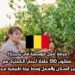 فرصة عمل موسمية في بلجيكا: مطلوب 150 عاملًا لجني الكمثرى مع توفير السكن والعمل وسط بيئة طبيعية محفزة