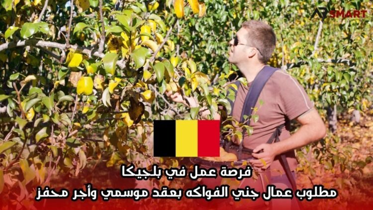 فرصة عمل في بلجيكا: مطلوب عمال جني الفواكه بعقد موسمي وأجر محفز