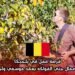 فرصة عمل في بلجيكا: مطلوب عمال جني الفواكه بعقد موسمي وأجر محفز