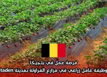 فرصة عمل في بلجيكا: وظيفة عامل زراعي في مزارع الفراولة بمدينة Staden