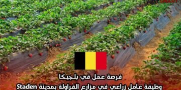 فرصة عمل في بلجيكا: وظيفة عامل زراعي في مزارع الفراولة بمدينة Staden