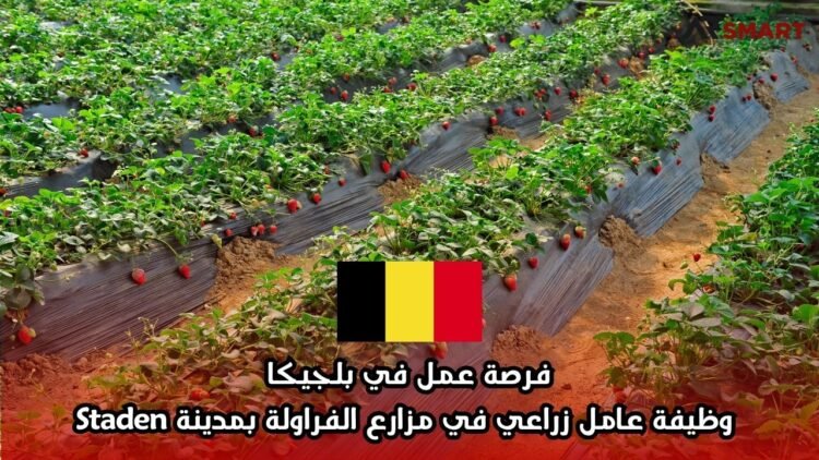 فرصة عمل في بلجيكا: وظيفة عامل زراعي في مزارع الفراولة بمدينة Staden