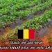 فرصة عمل في بلجيكا: وظيفة عامل زراعي في مزارع الفراولة بمدينة Staden