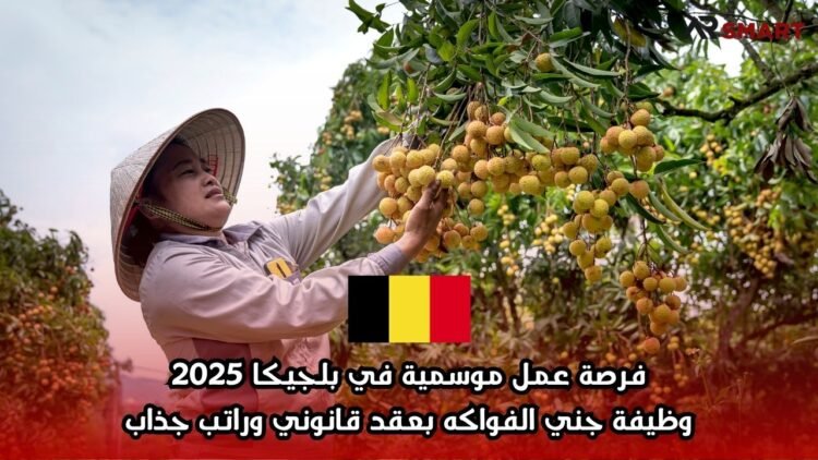 فرصة عمل موسمية في بلجيكا 2025: وظيفة جني الفواكه بعقد قانوني وراتب جذاب