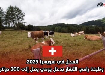 العمل في سويسرا 2025: وظيفة راعي الأبقار بدخل يومي يصل إلى 300 دولار