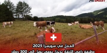 العمل في سويسرا 2025: وظيفة راعي الأبقار بدخل يومي يصل إلى 300 دولار