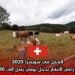 العمل في سويسرا 2025: وظيفة راعي الأبقار بدخل يومي يصل إلى 300 دولار