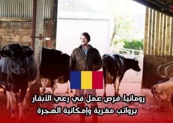 رومانيا: فرص عمل في رعي الأبقار برواتب مغرية وإمكانية الهجرة