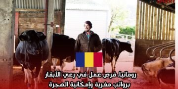 رومانيا: فرص عمل في رعي الأبقار برواتب مغرية وإمكانية الهجرة