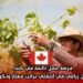 فرصة عمل دائمة في كندا: وظيفة عامل زراعي في لانغلي براتب ممتاز وتكوين مجاني