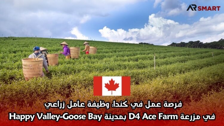 فرصة عمل في كندا: وظيفة عامل زراعي في مزرعة D4 Ace Farm بمدينة Happy Valley-Goose Bay