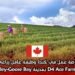 فرصة عمل في كندا: وظيفة عامل زراعي في مزرعة D4 Ace Farm بمدينة Happy Valley-Goose Bay