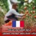 فرصة للعمل في فرنسا براتب ممتاز وعقد موسمي مضمون