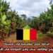 فرصة عمل موسمية في بلجيكا: التقديم مفتوح لوظائف جني وفرز الفواكه في إقليم ليمبورغ