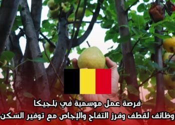 فرصة عمل موسمية في بلجيكا: وظائف لقطف وفرز التفاح والإجاص مع توفير السكن