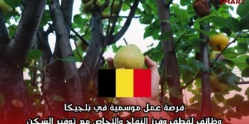 فرصة عمل موسمية في بلجيكا: وظائف لقطف وفرز التفاح والإجاص مع توفير السكن