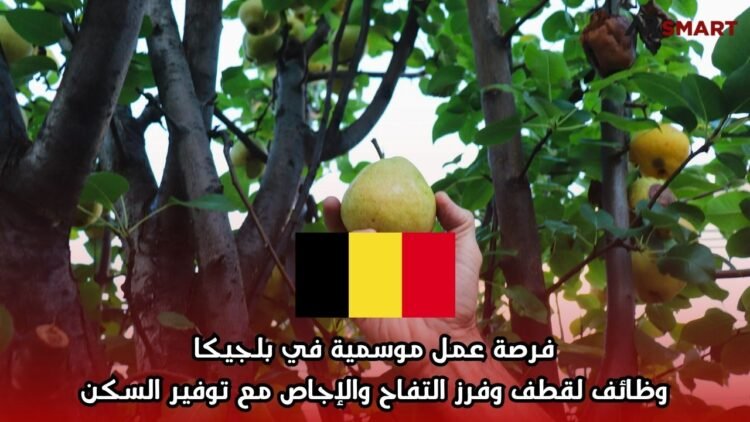 فرصة عمل موسمية في بلجيكا: وظائف لقطف وفرز التفاح والإجاص مع توفير السكن