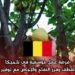 فرصة عمل موسمية في بلجيكا: وظائف لقطف وفرز التفاح والإجاص مع توفير السكن