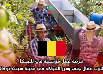 فرصة عمل موسمية في بلجيكا: مطلوب عمّال جني وفرز الفواكه في مدينة سينت-ترuiden