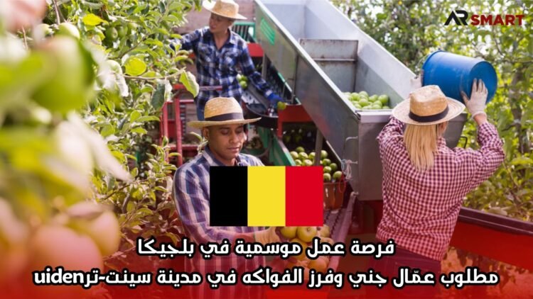 فرصة عمل موسمية في بلجيكا: مطلوب عمّال جني وفرز الفواكه في مدينة سينت-ترuiden