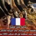 فرصة عمل مميزة: وظيفة عامل زراعي في مزرعة للألبان والحبوب في منطقة إيل-إي-فيلان (35) بفرنسا
