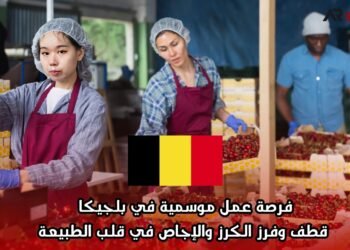 فرصة عمل موسمية في بلجيكا: قطف وفرز الكرز والإجاص في قلب الطبيعة