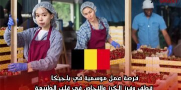 فرصة عمل موسمية في بلجيكا: قطف وفرز الكرز والإجاص في قلب الطبيعة
