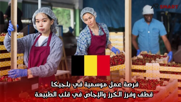 فرصة عمل موسمية في بلجيكا: قطف وفرز الكرز والإجاص في قلب الطبيعة