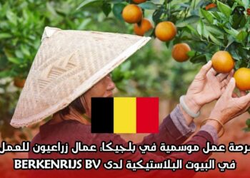 فرصة عمل موسمية في بلجيكا: عمال زراعيون للعمل في البيوت البلاستيكية لدى BERKENRIJS BV