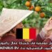 فرصة عمل موسمية في بلجيكا: عمال زراعيون للعمل في البيوت البلاستيكية لدى BERKENRIJS BV